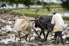 Farmer couple from Latur driven to pull the plow after bull’s death