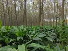 Bajra replaces cotton in South Haryana fields