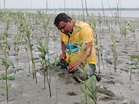 20,000 geo-tagged mangroves flourish in Sundarbans under Green India Challenge as tribute to KCR