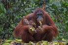 Deadly Indonesia floods wiped out at least 7% of rare orangutan population: Report