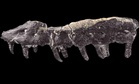 A Tiny Fossil Fragment Found in a Small French Village Turned Out to Belong to a Completely New Species