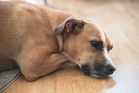 Online ‘misinformation’ could put pets at risk, warns vet charity