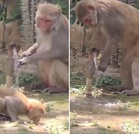 ’Lesson for every human being’: Monkey turns off tap after drinking water, Uttarakhand Police shares video
