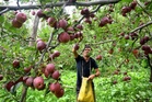 Beyond winter cuts: Prune in summer, reap richer apple harvests