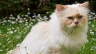 Karl Lagerfeld's cat: 7 years on, Choupette is still waiting for her inheritance
