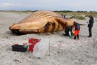 Timmy the whale died just days after release in North Sea, data shows