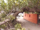 J-K: Strong winds hit Udhampur, uproot century-old tree, damage vehicles; no casualties reported