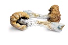 Magic mushrooms and Alzheimer’s: what one remarkable case can tell us