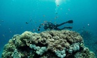 Divers Explored Earth’s Most Mysterious Ocean Habitat and Found 31 New Species Few Humans Have Ever Seen