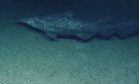 Scientists Captured Rare Footage of a “Living Fossil” Shark Nearly 700 Meters Deeper Than Ever Before in the Remote Waters of the Pacific