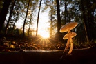 Fungal highways are vast, yet hidden underground – new study