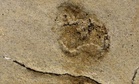 Researchers Found the Oldest Human-Like Footprints Ever Identified Hidden in Fossilized Beach Sediments