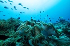 Zoological Survey of India identifies coral translocation sites for Great Nicobar Project