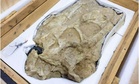 Stolen Nearly 20 Years Ago, the Fossils of This Giant Predator That Once Roamed Ancient Asia Have Finally Returned Home