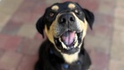 Dog gets dressed up to meet his family: hours later, he’s left utterly heartbroken