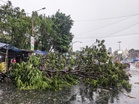 Telangana: Elderly woman dies after tree falls on house in Meerpet during heavy winds