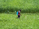 PM Modi's vision provides shield of economic security to farmers in Gujarat with record MSP procurement