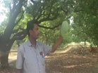 Meet the Noorjahan mango: Up to 5 kg in weight, Rs 3,000 in price per piece