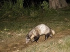 Kaziranga National Park records healthy population of vulnerable Greater Hog Badger in first scientific assessment