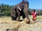Tamil Nadu: Elderly farmer injured in elephant attack in Krishnagiri, villagers stage road blockade