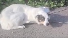 Man dumps dog at shelter in the dead of night: his actions turn into a disaster