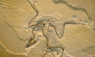 Exceptionally Well-Preserved 160-Million-Year-Old Fossil Feathers Reveal These Winged Dinosaurs Probably Couldn’t Fly