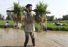 Basmati paddy sowing season begins in Jammu border, crop covers 63,000 ha