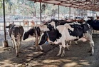 Air-conditioned sheds for animals — Haryana dairy institute feat