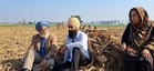 Spice of life, slice of enterprise: How Majha Haldi took root