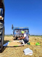 High yield, heat shield: How zinc wheat is changing the game for farmers combatting climate change