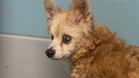 Dog, 22, returned to shelter after 15 years with family for being 'too old'