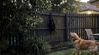 Woken by his dog's frantic barking, man finds a bizarre intruder hanging from his fence