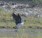 First-ever sighting of a knob-billed duck at the wetland sparks excitement among birdwatchers and raises questions about  shifting avian habitats