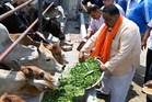 Stray cattle across state to be shifted to gaushalas soon, says Kimti Bhagat