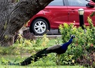 National Zoological Park launches “Sunday Bird Walk” for birdwatchers