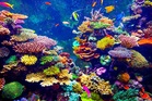 Scientists identify 64,000 sq miles of coral reef capable of surviving climate crisis