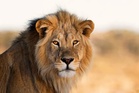 Lion kills 25-year-old restaurant worker in Gujarat’s Amreli