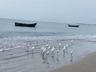 Red seaweed washes ashore along Thoothukudi Harbour Beach, draws visitors