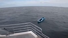 Dog swept out to sea in kayak: sailors make an incredible discovery two hours later