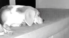 Dog caught getting up to mischief, but viewers got it completely wrong