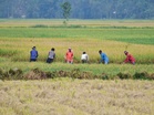 Strengthening El Nino weighs on kharif sowing; pulses acreage fall sharply: ICICI Bank Research