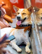 An Indie from Kolkata streets, now the beloved Peace Dog: Aloka comes to Gurugram