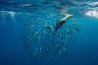A ‘super’ El Niño has the power to devastate fishing – and leave seals and sea lions starving