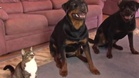 Man tells his two huge Rottweilers to lie down: the cat's next move shocks everyone