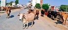 Nurpur battles growing stray cattle crisis as abandoned cows, bulls roam markets, streets