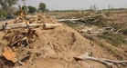 Punjab environmental governance under scrutiny amid rising cases of illegal tree felling
