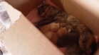 Rescuer checks on kittens and almost chokes when he spots the tiny intruder sleeping among them