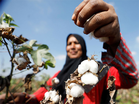 Pakistan: Budget blow triggers cotton market collapse as industry slams government inaction