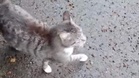 Cat escapes from carrier on holiday: years later, the nightmare is finally over