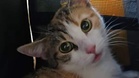 "Get in, you filthy animal!": Rescuers reveal a little cat's unbelievable ordeal